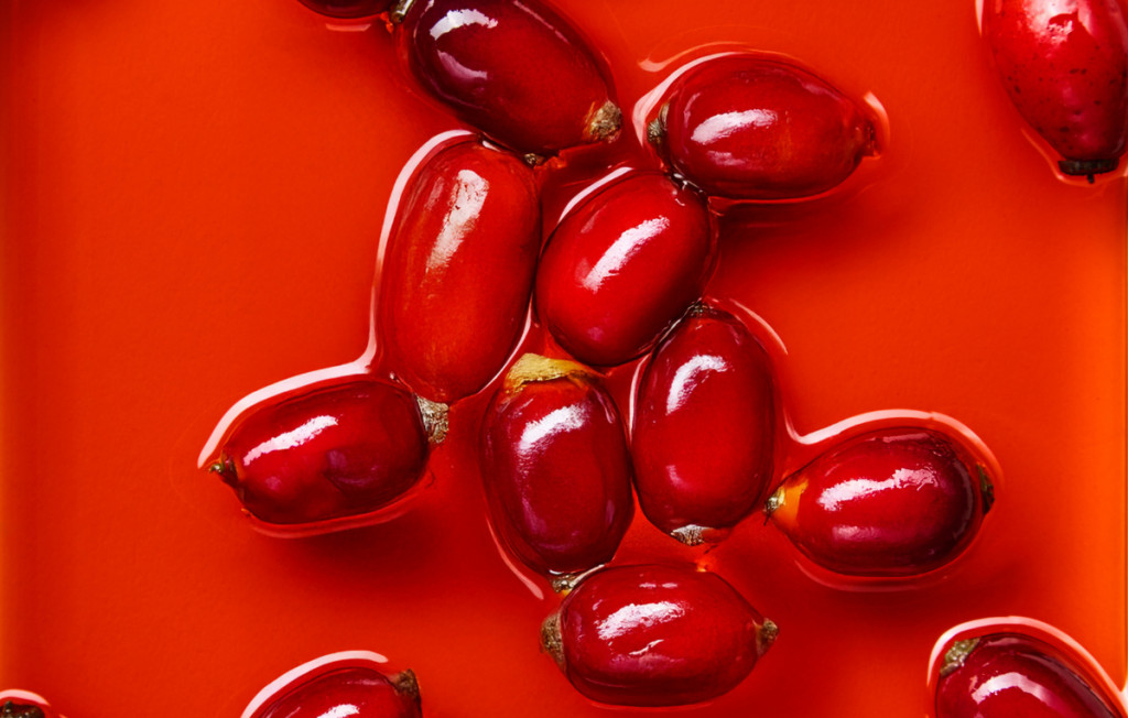 Rosehip Glow: Γιατί αυτό το βιολογικό έλαιο είναι το απόλυτο beauty icon